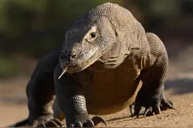 科普一下！科莫多巨蜥的嘴为何比眼镜蛇毒液还致命？图片