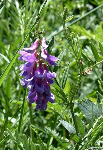 中药材山野豌豆