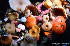 三人行自驾内蒙（二）看恐龙遗迹去森林里采蘑菇图片