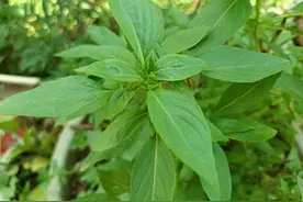 3种以臭闻名的野菜，闻着臭，吃着香，用来配菜是一绝，作用很大图片