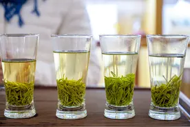 信阳毛尖明前茶受寒减产 成品茶价格上浮15％～30％图片