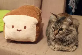 听说母鸡蹲是猫传腹的征兆？图片