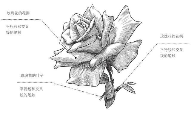 最详细的玫瑰花画法步骤教程,简单易学,小白也能学会!
