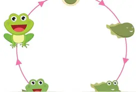 青蛙的成长历程-观察自然，学习生物知识图片