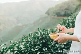 夏日饮茶！图片