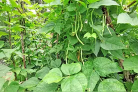 7旬“爱心大妈”种半亩菜送人吃 言说养心积德能长寿 看是咋回事图片