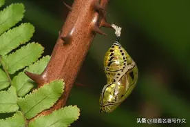 六年级语文第一单元习作《变形记》不会写？这篇范文希望能帮到你图片