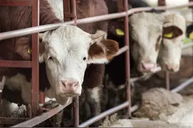 养牛的成本是多少？养牛户生存底线，不跌破就能赚钱图片