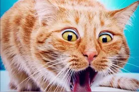 猫咪6种呕吐情况，分析与处理，宠主不要慌图片