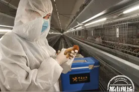 65小时不吃不喝，南昌海关全程押运，这些进口种鸡不一般图片