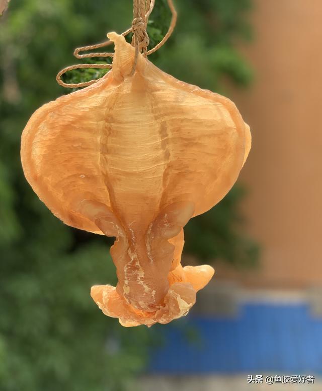 赤嘴鱼胶是什么鱼的鱼泡 2025年赤嘴鱼胶和鳘鱼胶哪种好