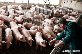美国人不爱吃猪肉，为什么还是养猪第一强国？他们是怎么做到的？图片