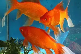 干货 | 用了这个养殖模式，3小时见效，1天就可以去除氨氮亚盐图片