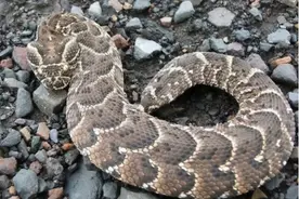 鼓腹巨蝰杀人无数，就算被非洲人打死，也要贱贱地挨着非洲人生活图片