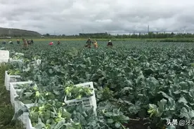 西兰花成为“致富花”图片