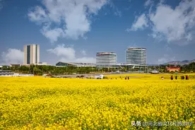 美爆了！秦皇岛万亩花海震撼怒放，惊艳全城~图片