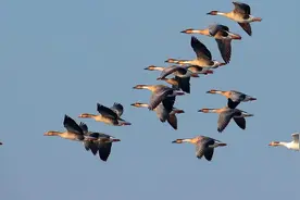 大雁南飞那么危险，为什么它们不一直在南方生存，而是来回迁徙？图片