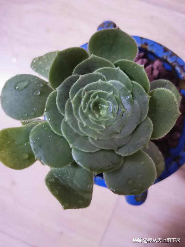 89种常见多肉植物品种图,实物拍摄,还不认识的小伙伴赶紧收藏好