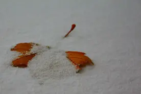 诗意飘扬，一片飞来一片寒图片