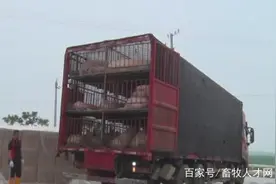南京12个“万头养猪场计划”首个项目在六合正式投产图片