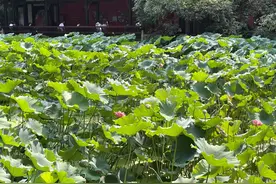站桩——食指挑眉桩图片