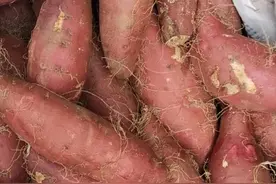 为什么要推广玛莎莉红薯？图片