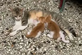 流浪猫来家中生子，老爸见后气炸了，隔几天后：态度反差也太大了图片