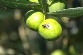 果实蝇危害重繁殖快难防治，这些都是果实蝇防治好方法图片