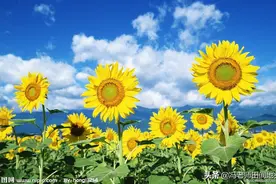 氯溴异氰尿酸用法多！有30年经验的冯老师都说不完，后续又来了图片