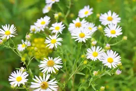 一位65岁男人自述：娶了年轻的保姆，最后我却成了保姆图片