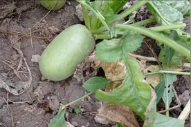 中年人，男人的朋友圈，一潭死水图片