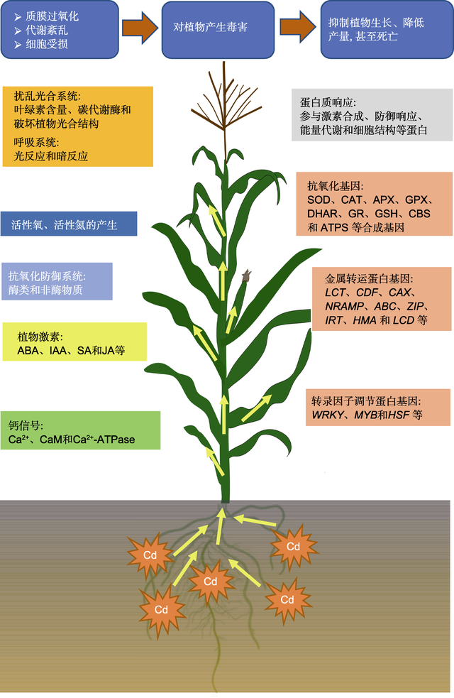 期刊阅读：植物学报，2021年，第3期