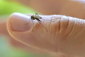 如果蚊子从地球上消失会有什么后果？科学家：后果很严重图片