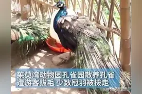 生拔孔雀羽毛，只为哄娃？景区回应图片