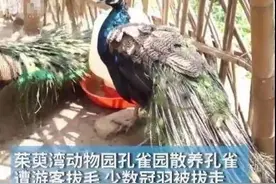 生拔孔雀羽毛，只为哄娃？景区回应图片