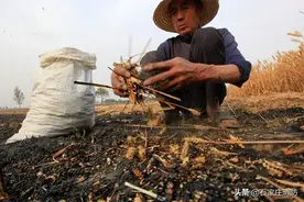 多地麦田着火，高温季节天干物燥，麦收时期请警惕图片