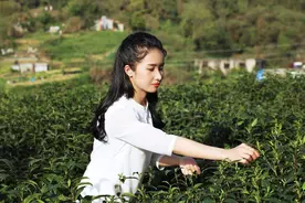 春游江西，不负人间四月天，品一盏修水宁红茶香图片