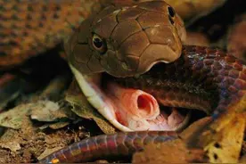 盘点“食蛇性”最强的毒蛇：吃蛇就像吃“辣条”，一条吃完又一条图片