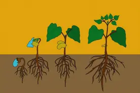 作物想要长的好，根系至关重要，如何让根系更加发达呢？图片