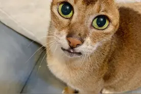 流浪猫因疾病被迫割掉双耳，得好心人收养，过上幸福生活图片