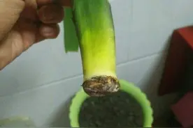生根粉要怎么用才能效果好呢？图片