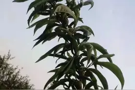 解难释疑：今年桃树叶为啥向上卷图片