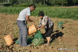 嵩县农村老两口土豆基地打工，半年没要工钱，把老板当亲儿子看图片