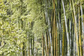 藏在深山里的村落，避开人群，这里是天堂！图片