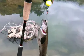 云南一野河雷龙鱼“泛滥”，钓鱼小伙：天气热全浮到水面了图片