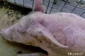 遇见猪圆环病毒怎么办？有经验的养殖户这样做！收藏好了图片