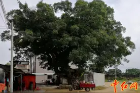 红色钢铁堡垒——记掩护转移南昌起义部队领导人的地下工作站李厝乡（组图）图片