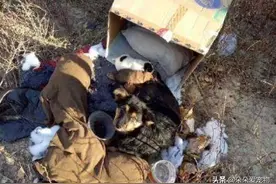 老汉带狗坐公交，众人得知原因后，反而称赞老人做得好图片