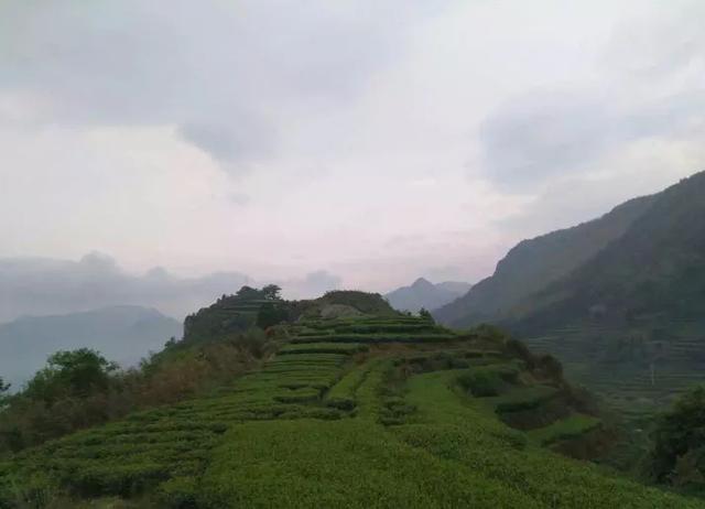 白茶的二、三、四、六指的是什么？