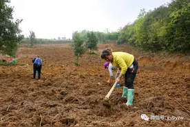 计划投资400万元 白云区今年将建成千亩猕猴桃产业园图片